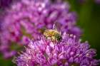 USA, Colorado, Fort Collins. Honey bee on allium flower. Art Print